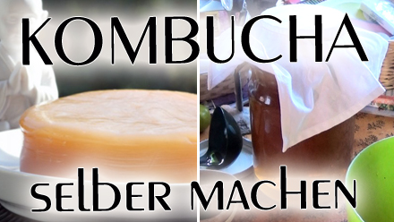 Rezept: Kombucha selber machen mit Kombucha-Teepilz